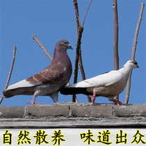 北京平谷散养生禽农家柴乳土鸽子肉 新鲜鸽子白鸽子肉孕妇滋补品