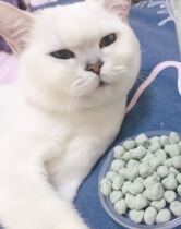 猫砂伴侣香味珠除臭杀菌沸石膨润土豆腐水晶猫砂用香味珠香珠除臭