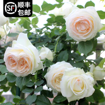 藤本月季盆栽白色龙沙宝石阳台室内栅栏爬藤蔷薇玫瑰花卉爬墙植物