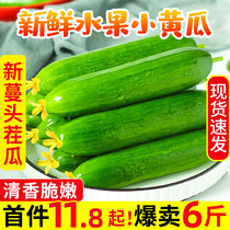 水果黄瓜新鲜生吃当季有机蔬菜小黄瓜青瓜脆嫩清甜现摘现发包邮6