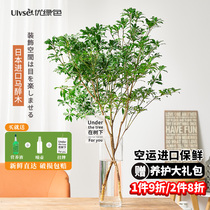 日本进口马醉木水培植物吊钟鲜切枝条在树下客厅室内水养绿植装饰