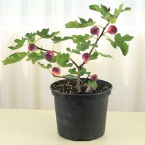 无花果苗盆栽果树苗波姬红巴劳耐格莱斯紫色波尔多BNR丰产黄斯特