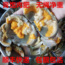 广州南沙本地青蟹鲜活水产红鲟蟹生猛大红膏蟹母蟹无绳包活两斤装