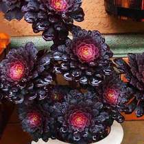 超大多肉植物铜壶黑法师万圣节绿紫羊绒玫瑰红腹轮锦手捧特价清仓