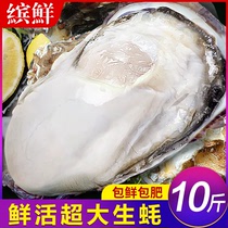 特大乳山生蚝鲜活10新鲜海蛎子5斤带箱海鲜超大牡蛎贝壳即食水产