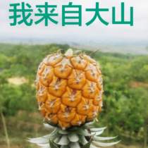 非转基因云南西双版纳特产新鲜当季水果凤梨无眼菠萝手撕金钻