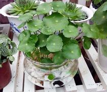 成都植物销售水培铜钱草桌面窗台商场客厅小盆栽净化空气水养美观