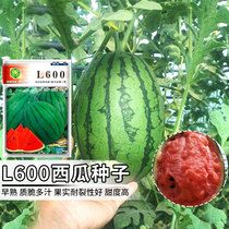西瓜种子L600大兴庞各庄高产早熟瓜果种孑耐裂高甜礼品小西瓜种籽