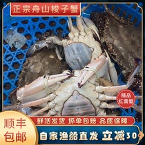 共2斤5-6只左右舟山红膏梭子蟹鲜活大母蟹野生海鲜水产超大螃蟹