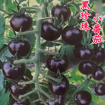 四季盆栽黑珍珠番茄种子黑宝石樱桃黑番茄黑美人水果迷你番茄种籽
