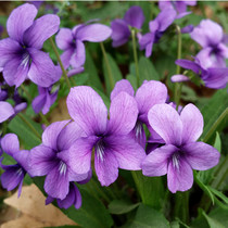 紫花地丁种子 宿根耐荫耐寒地被庭院景观绿化种子龙胆地丁地丁草