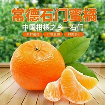 石门橘子新鲜水果青桔孕妇水果秀萍柑橘蜜橘青皮蜜桔青皮橘子整箱