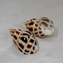 天然东风螺 7-8cm鱼缸贝壳海螺 收藏创意工艺礼品 家居装饰摆设品