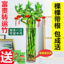 带根富贵竹水培植物转运竹水养客厅绿植观音竹子盆栽招财室内花卉
