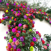 吸色蔷薇花苗藤本月季大花浓香庭院爬藤植物花卉盆栽阳台玫瑰爬墙