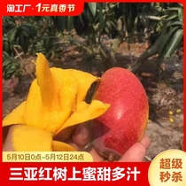 海南贵妃芒 三亚红糖红金龙树上熟蜜甜多汁芒果 新鲜水果包邮