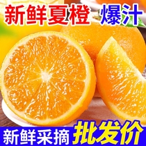 正宗秭归夏橙净重5/9斤橙子新鲜水果现摘现发整箱包邮大果