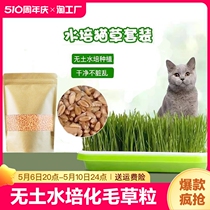 猫草盆栽猫薄荷小麦种子无土水培化毛草粒成猫零食营养快乐喷雾