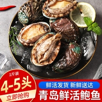 鲍鱼鲜活大个四头特大青岛新鲜生鲜贝类4-5头海鲜水产包邮大鲍鱼