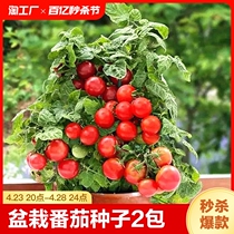 矮生盆栽番茄种子四季小西红柿种籽苗圣女果苗孑子秧大全播种种植