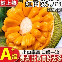 越南红肉菠萝蜜应季新鲜水果一整个树上熟红心波罗蜜整箱包邮
