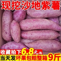 紫薯新鲜板栗红薯番薯地瓜蜜薯糖心10斤山芋烟薯香薯蔬菜农家自种