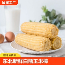 白甜玉米东北新鲜甜玉米棒真空装玉米早餐杂粮220*10支商用包谷