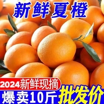 四川夏橙新鲜橙10斤大果整箱当季水果冰糖甜橙果冻脐橙高山橙时令