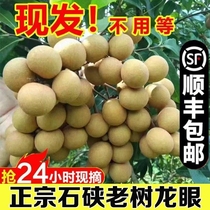 【顺丰包邮】新鲜龙眼3/5斤现摘现发当季孕妇热带水果桂圆脆甜果