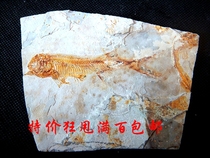 辽西天然狼鳍鱼化石摆放中国石材动物招财复古古生物科普标本9999