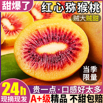 【精品特大果】红心猕猴桃5斤新鲜水果包邮泥猴桃奇异果四川蒲江2