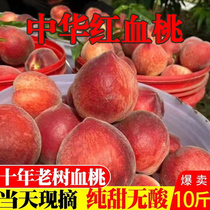 桃子新鲜水果当季整箱10斤脆甜红心红肉血桃水蜜桃毛桃时令现摘现