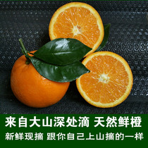 秭归脐橙纯甜橙子高端应季水果新鲜包邮戆赣济南雷橙波脐橙挤橙
