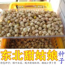 颗颗甜菇娘种子 优质菇茑糖度高 东北特产口感佳阳台庭院灯笼水果