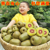 四川<em>蒲江红心猕猴桃</em>约5斤新鲜浦江特级大果 孕妇当季水果超甜整箱