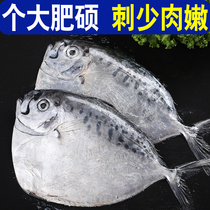 【无冰特大】刀鲳鱼新鲜一整箱海鲜冷冻水产白鲳鱼金鲳鱼银鲳包邮
