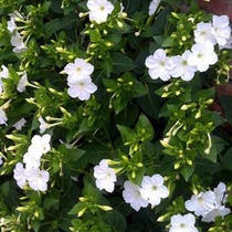 白色紫茉莉花种子紫茉莉地雷花阳台易种盆栽花卉五彩香茉莉种子