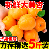 现摘大黄杏5斤新鲜杏子金太阳当季水果整箱应季青杏孕妇酸甜包邮D