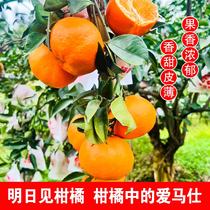 四川正宗明日见柑橘皇帝纯甜无籽高端桔子应季水果橘中贵族稀有
