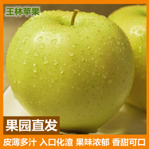 王林苹果香脆甜绿色不打蜡5斤包邮新鲜果园直销山东威海应季水果