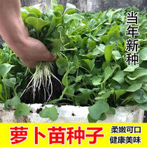四季速生七天可吃萝卜苗萝卜菜娃娃菜种子阳台水培菜有机芽苗种籽