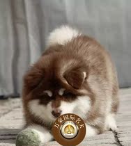 纯种赛级血统红色阿拉斯加雪橇犬幼犬 出售 阿拉斯加宠物狗活体