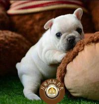 北京犬舍出售纯种法国斗牛幼犬赛级奶油白色活体宠物狗 外地包邮