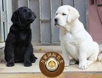 北京犬舍出售纯种拉布拉多幼犬白色赛级宠物狗活体北京周边可送货