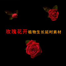 AE影视包装PR透明通道红色玫瑰花开植物生长延时摄影视频合成素材