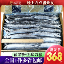 广东一件包邮 一号秋刀鱼20斤一箱 冷冻新鲜海鱼日式秋刀鱼烧烤