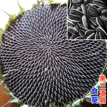 黑三道眉食葵种子大粒食用长瓜子向日葵种孑高产葵花籽矮大头油葵