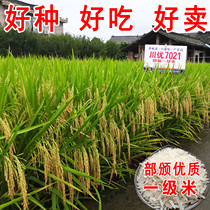 高产长粒杂交泰国香米川优7021水稻种子国标一级米好吃500克