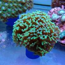 双色榔头荧光绿海缸鱼缸海葵软体生物珊瑚小丑鱼新手易入手高颜值