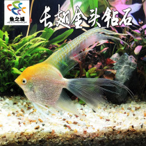 长翅金仙神仙水族鱼缸热带鱼观赏鱼燕鱼红头玻璃钻石仙胎生孔雀鱼